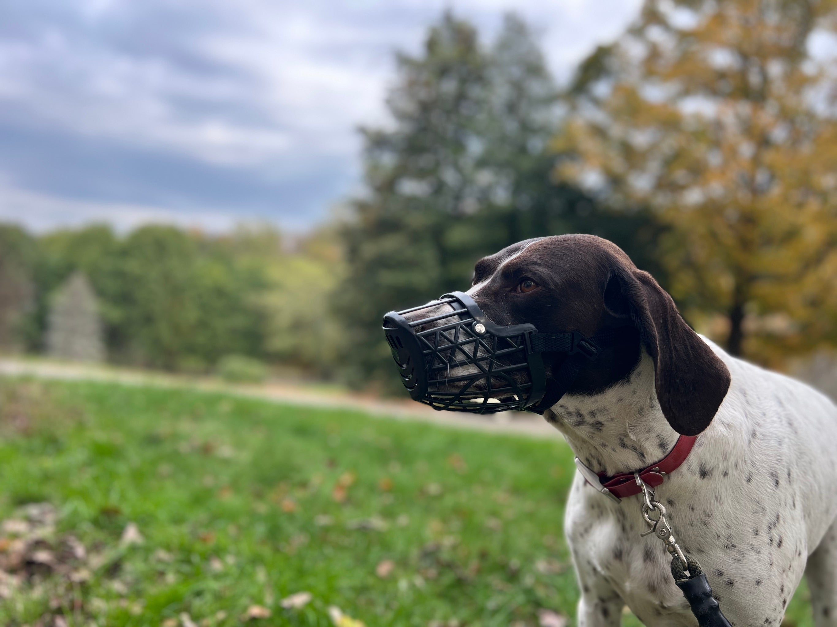 Humane Innovations Basket Muzzle Set